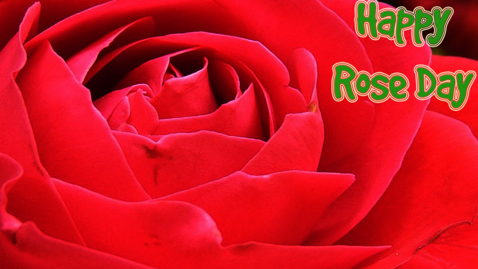Rose Day Wallpaper For Friends And Lover Haryanvi Makhol