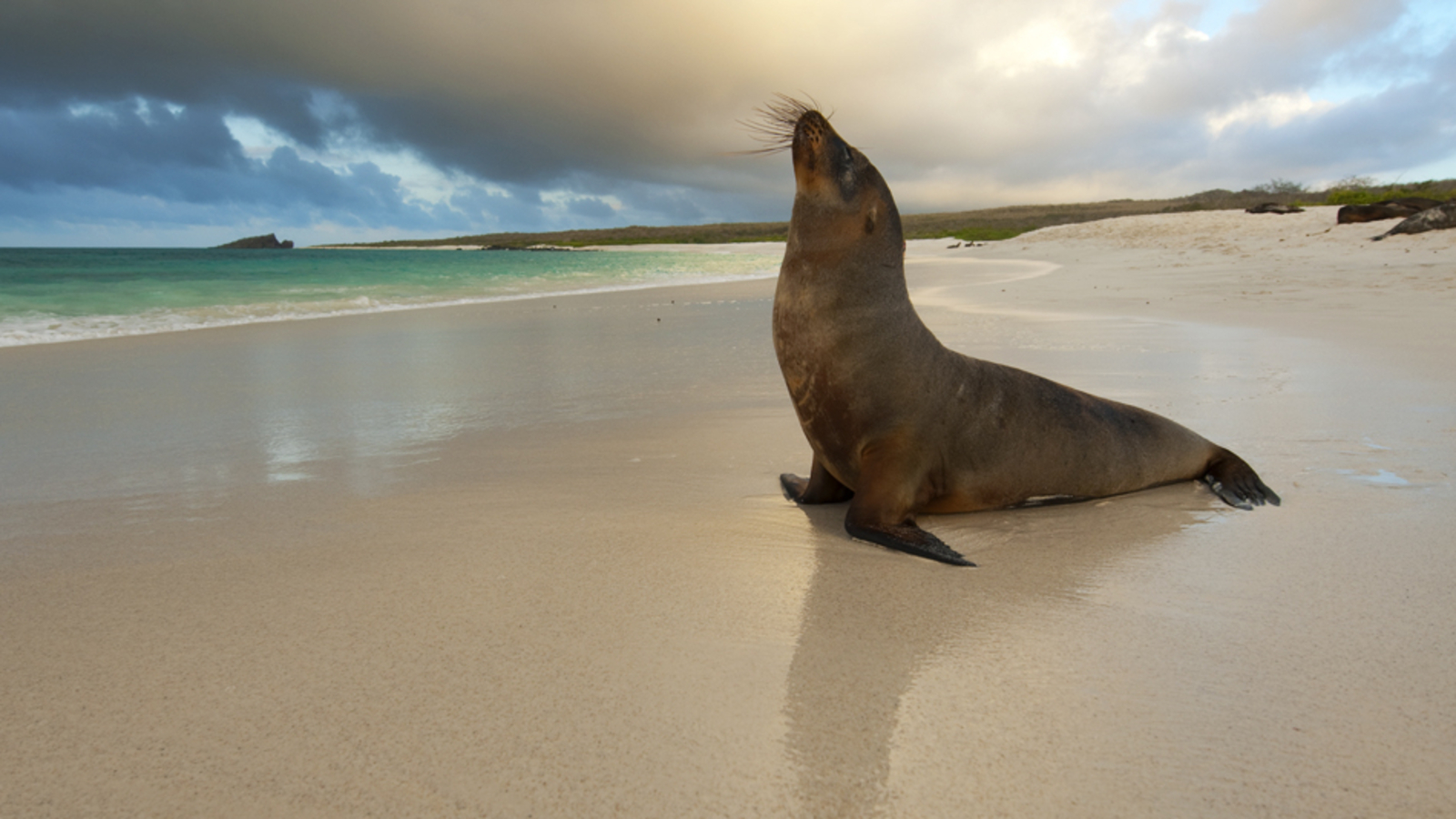 Sea Lion Wallpaper And Background Id