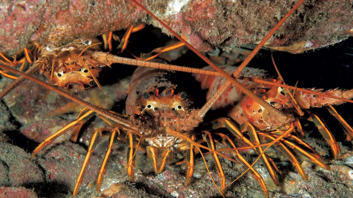 Spiny Lobster Wallpaper