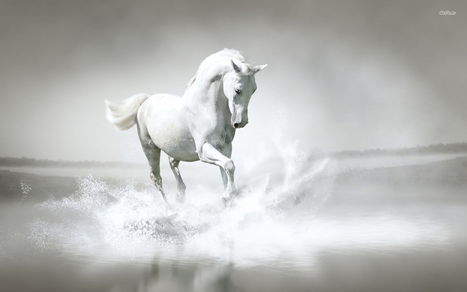 Luxury White Horse Animal Wallpaper HD Pure