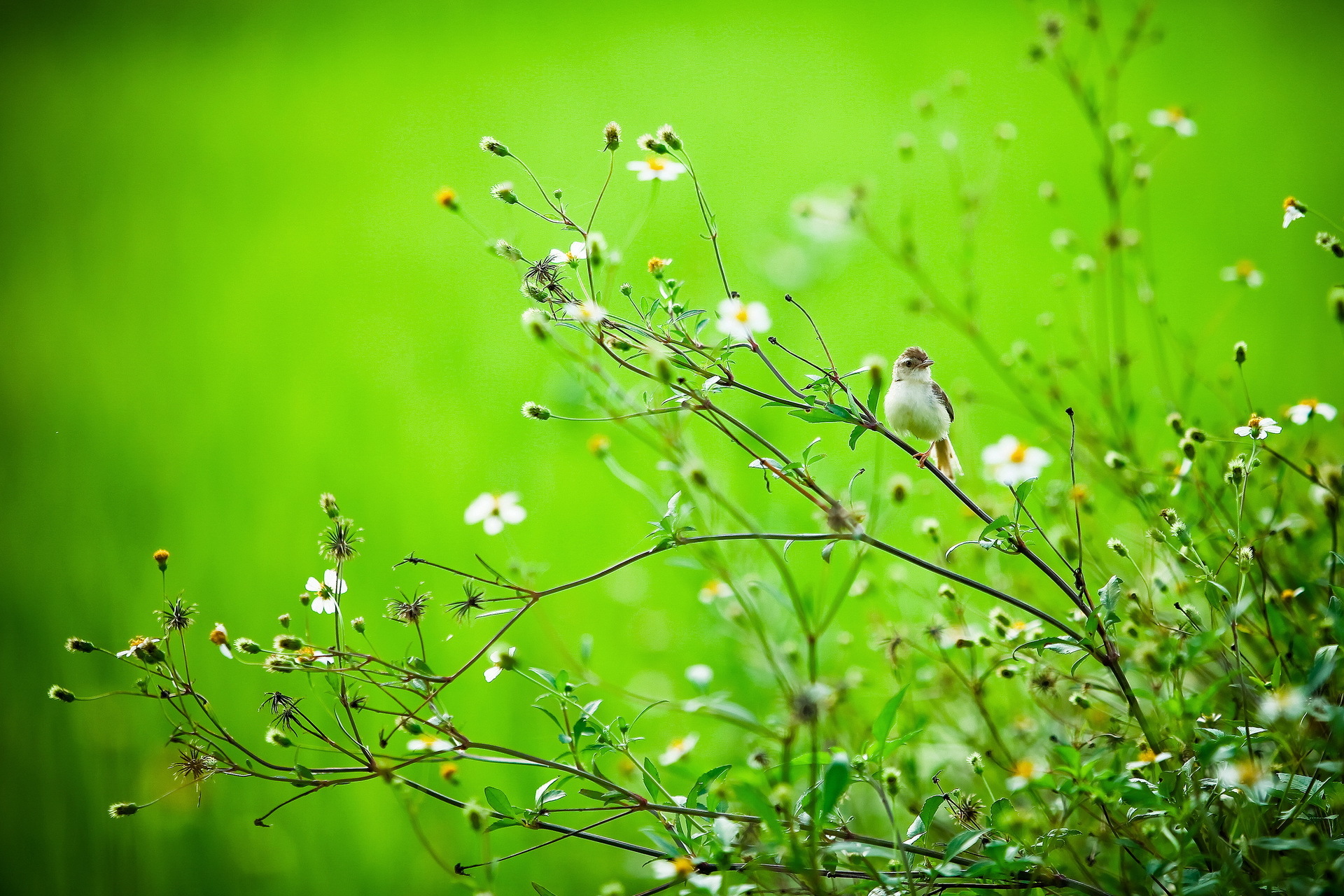 Wallpaper Summer Bird Branch Nature