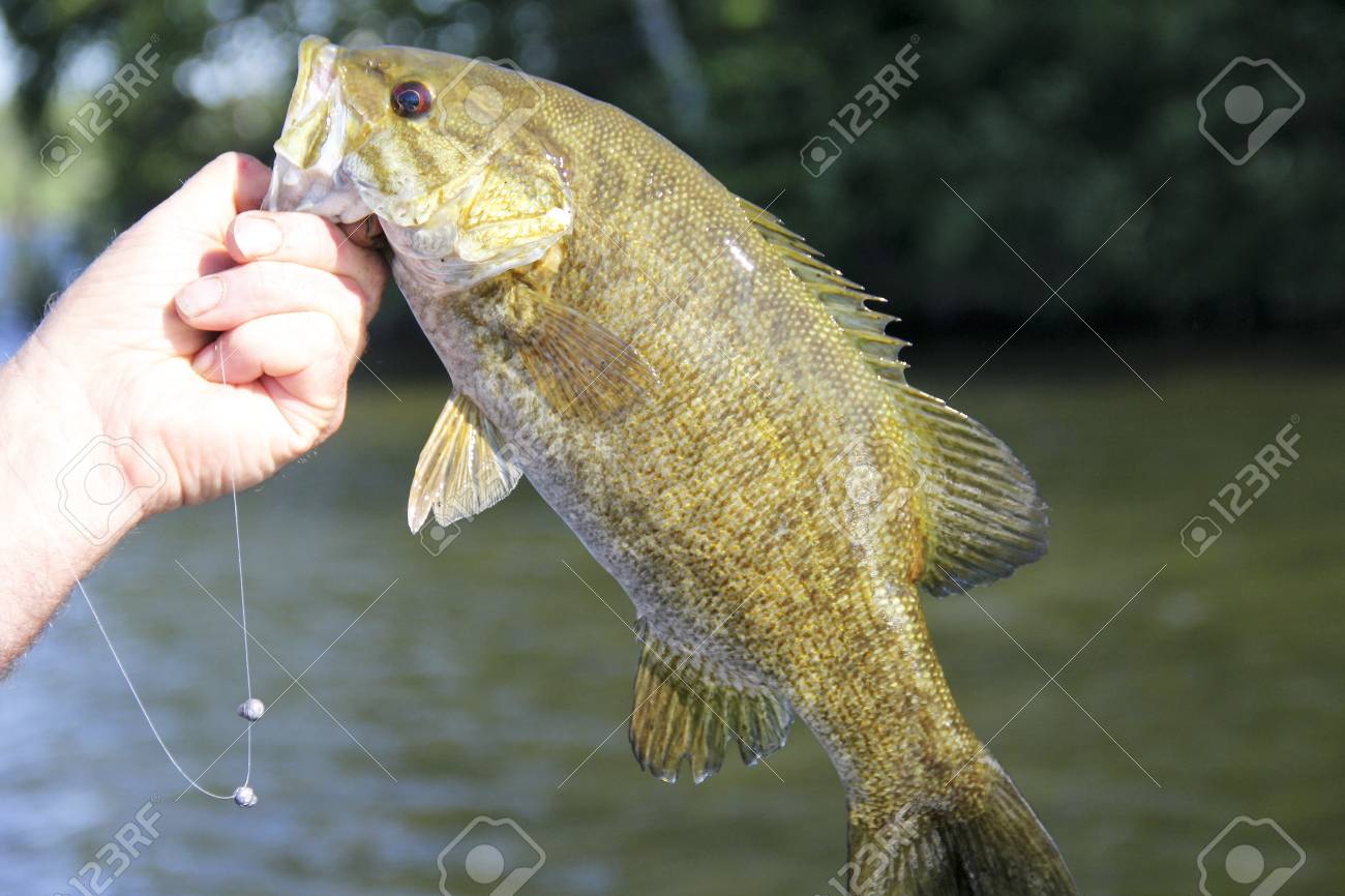 🔥 Free download Close up Of A Smallmouth Bass With A Lake In The ...