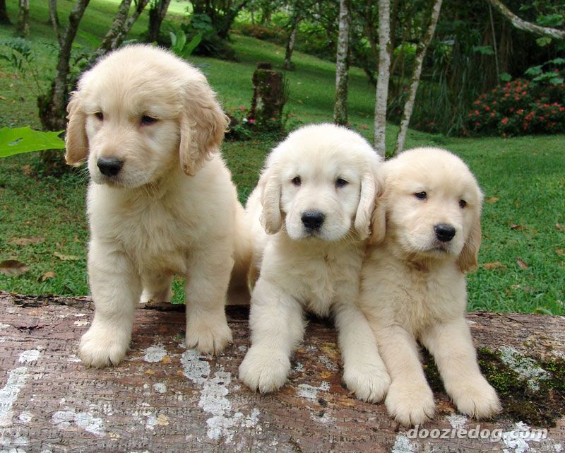 Cute Golden Retriever Puppies Pictures Of