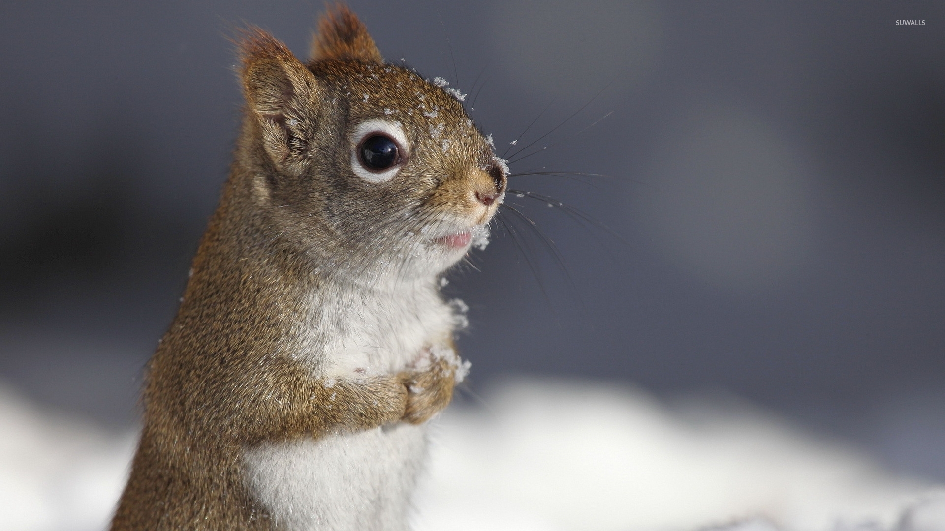 Squirrel In The Snow Wallpaper Animal