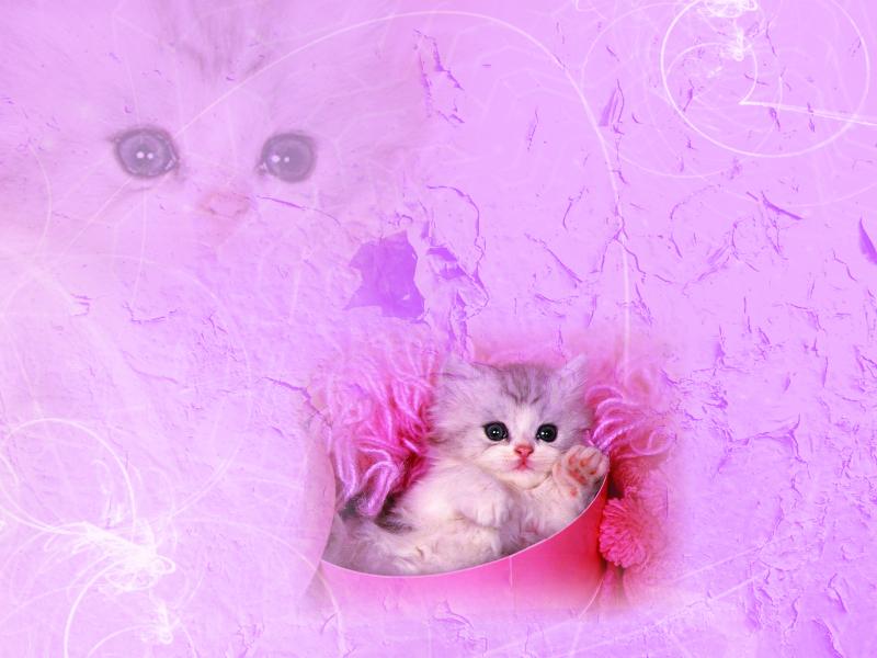 Free Wallpaper365greetingscomanimalcatcat Wallpaper Free