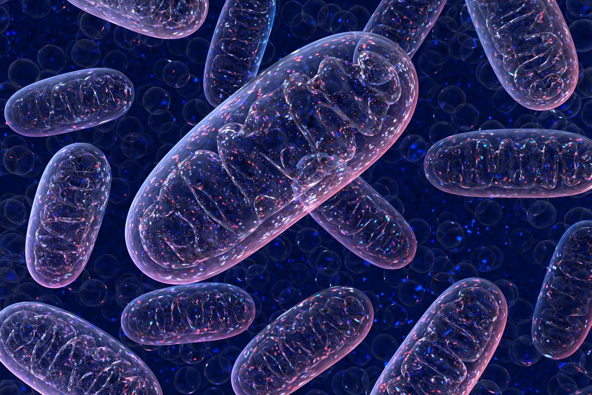 Mitochondrial Replacement Therapy A Controversial Fertility