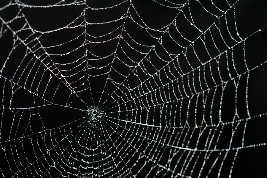 Spider Web Black Background Gossamer Thin