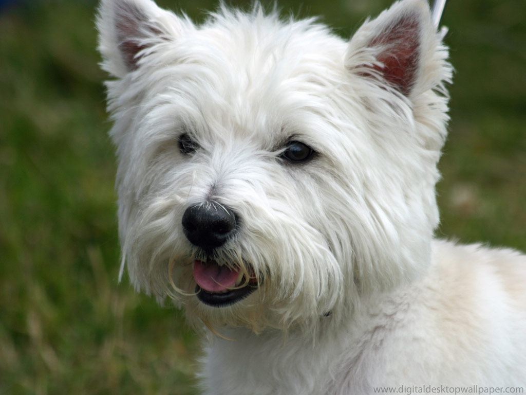 West Highland White Terrier Tu Amigo El Perro