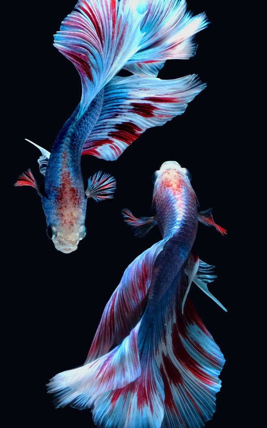 Beautiful Fish Wallpaper