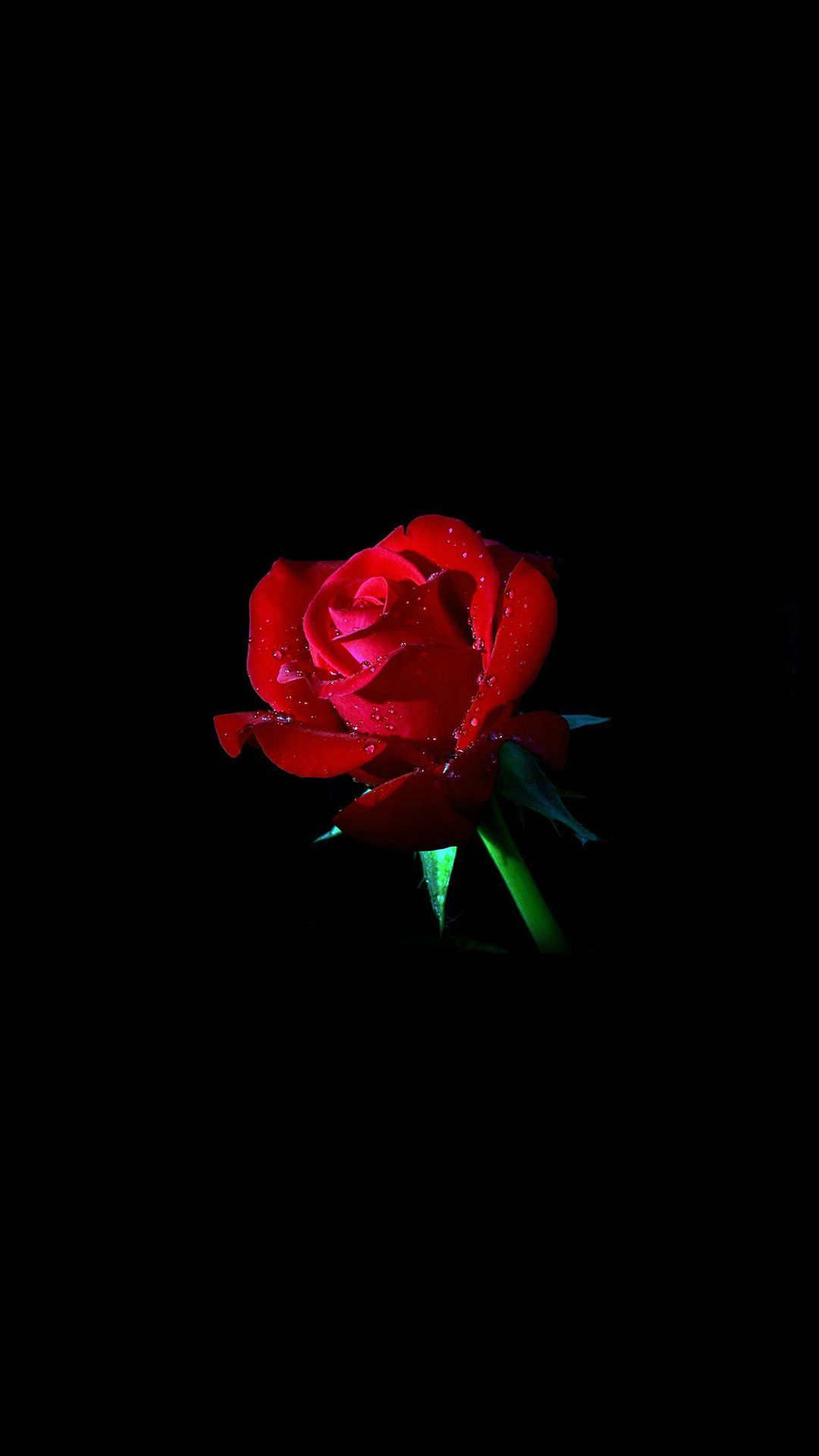 Red Rose Wallpaper for iPhone 11 Pro Max X 8 7 6  Free Download on  3Wallpapers