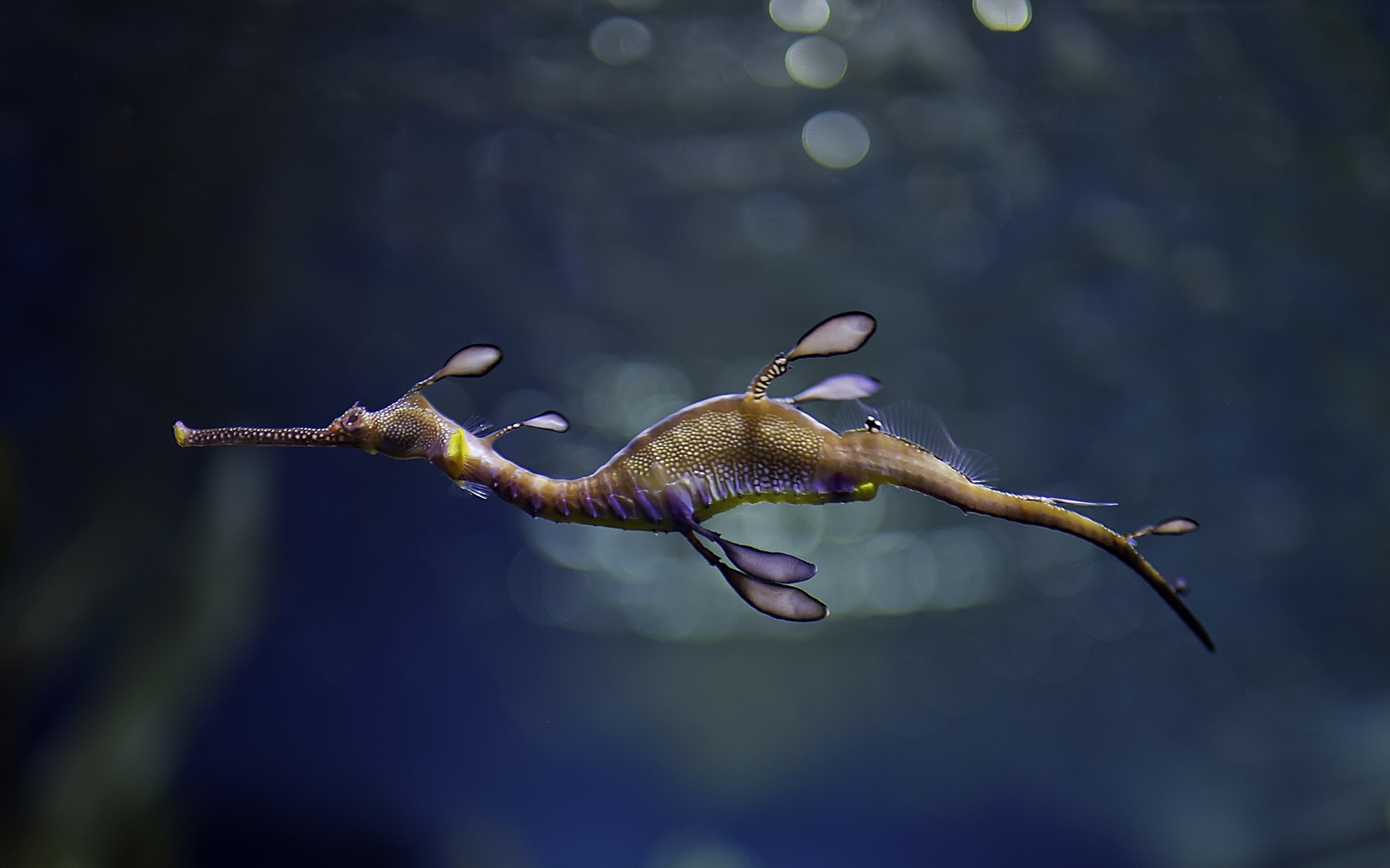Seahorse Wide High Definition Wallpaper Image