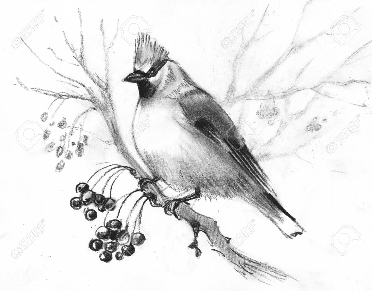 16-waxwing-background-wallpapersafari