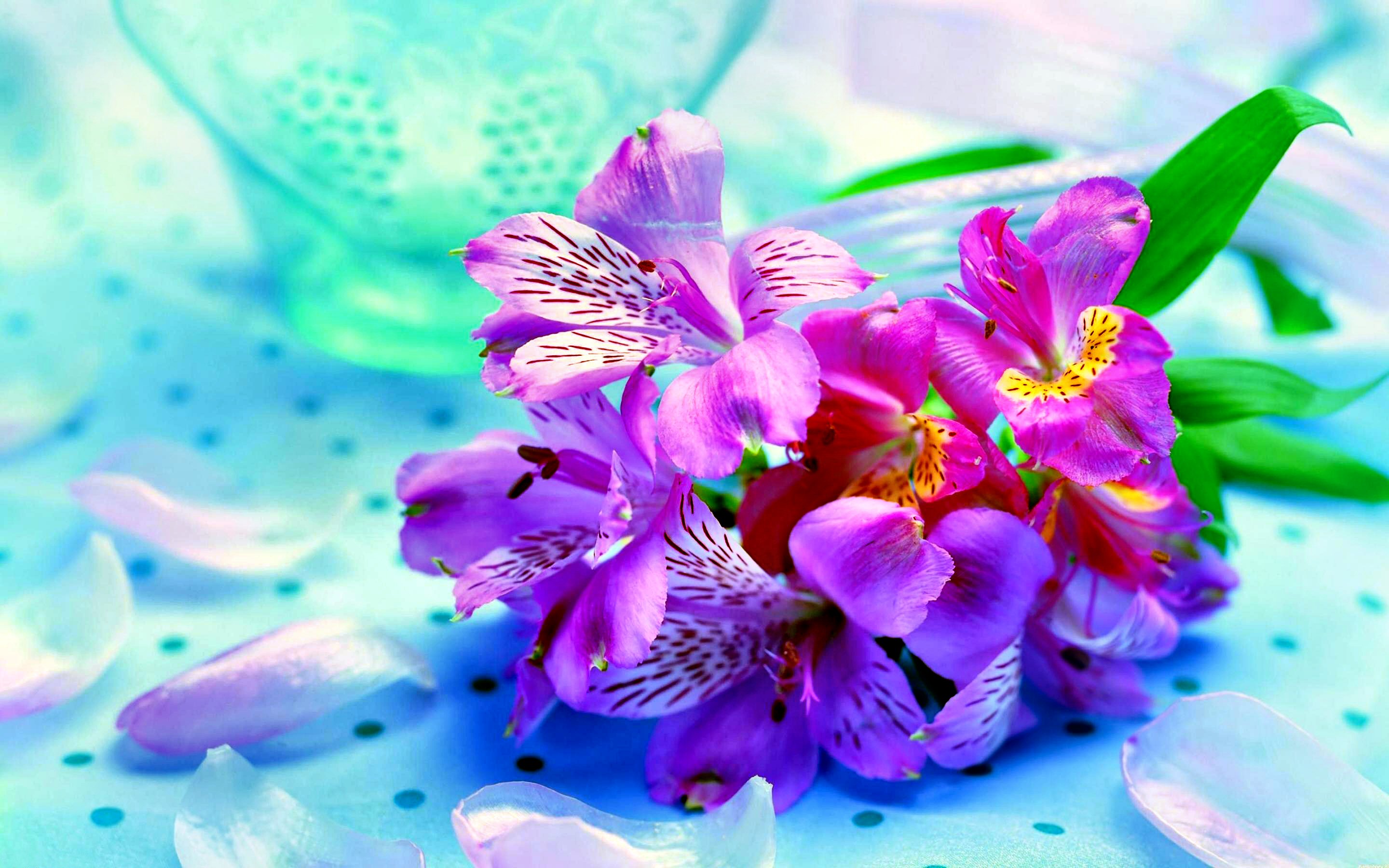 Free download Flower Wallpaper High Resolution [2880x1800] for your