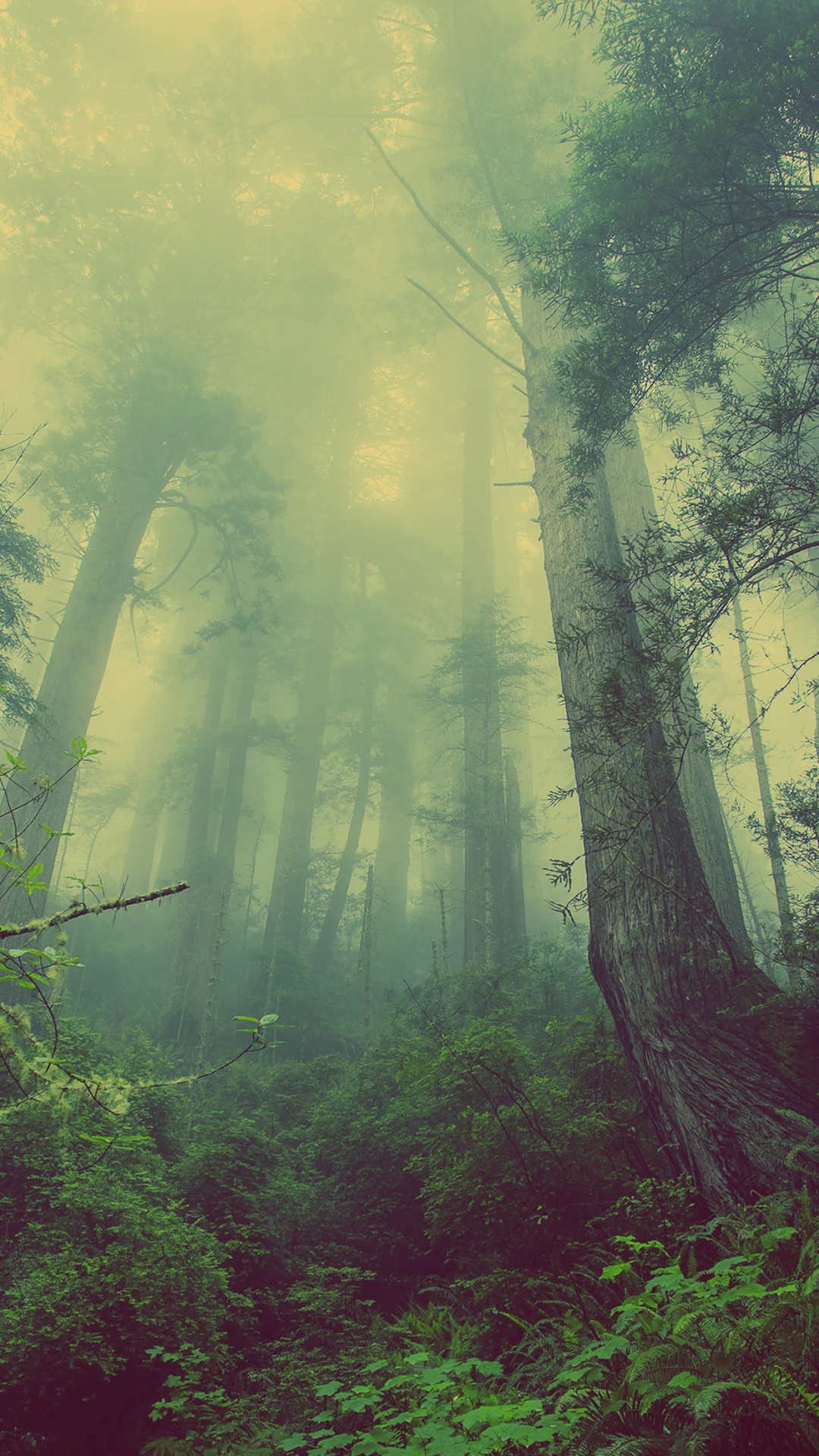 Green Forest Mist Fog iPhone HD Wallpaper Ipod