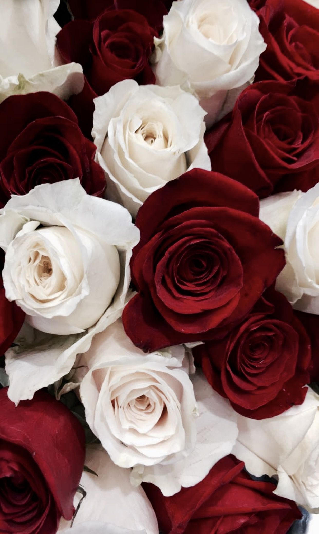 Rose iPhone Aesthetic Wallpaper 4k