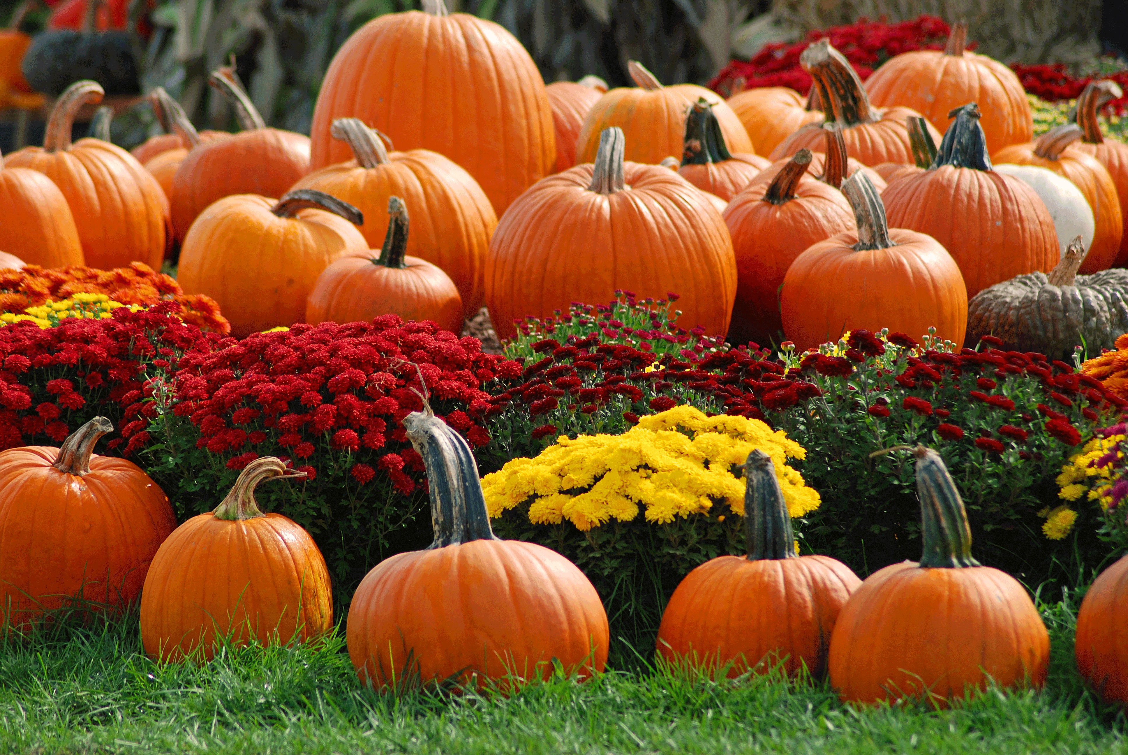 Pumpkin Patch Halloween Autumn Wallpaper