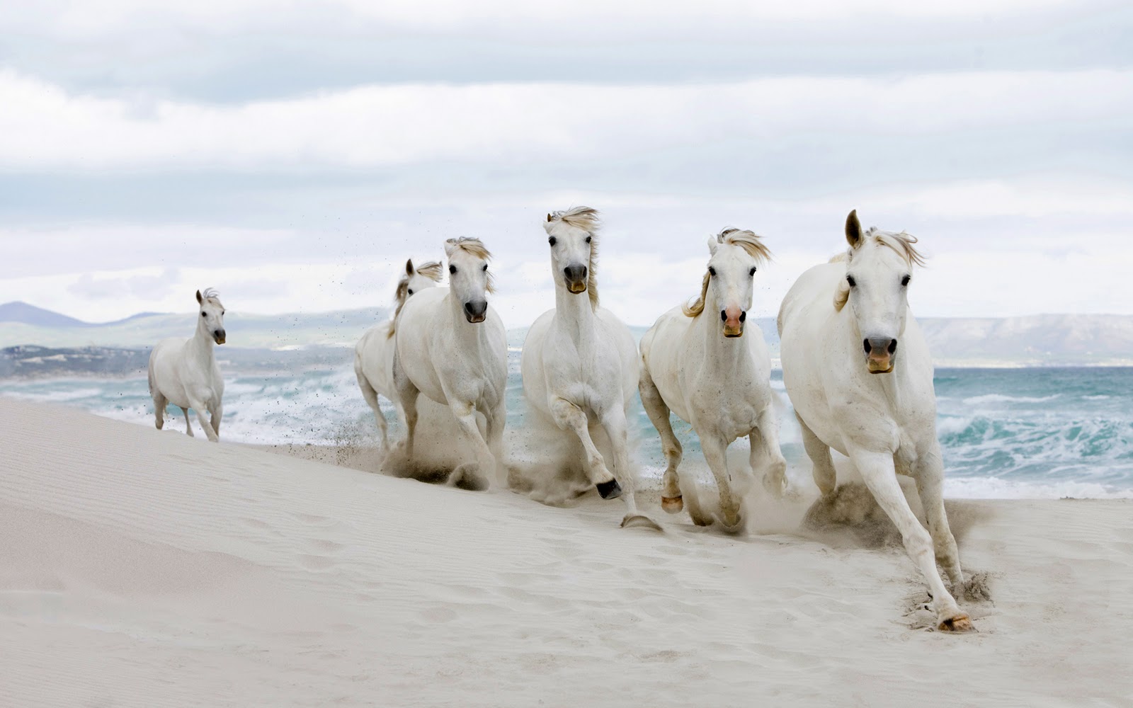 Galloping On The Beach Horses Wallpaper