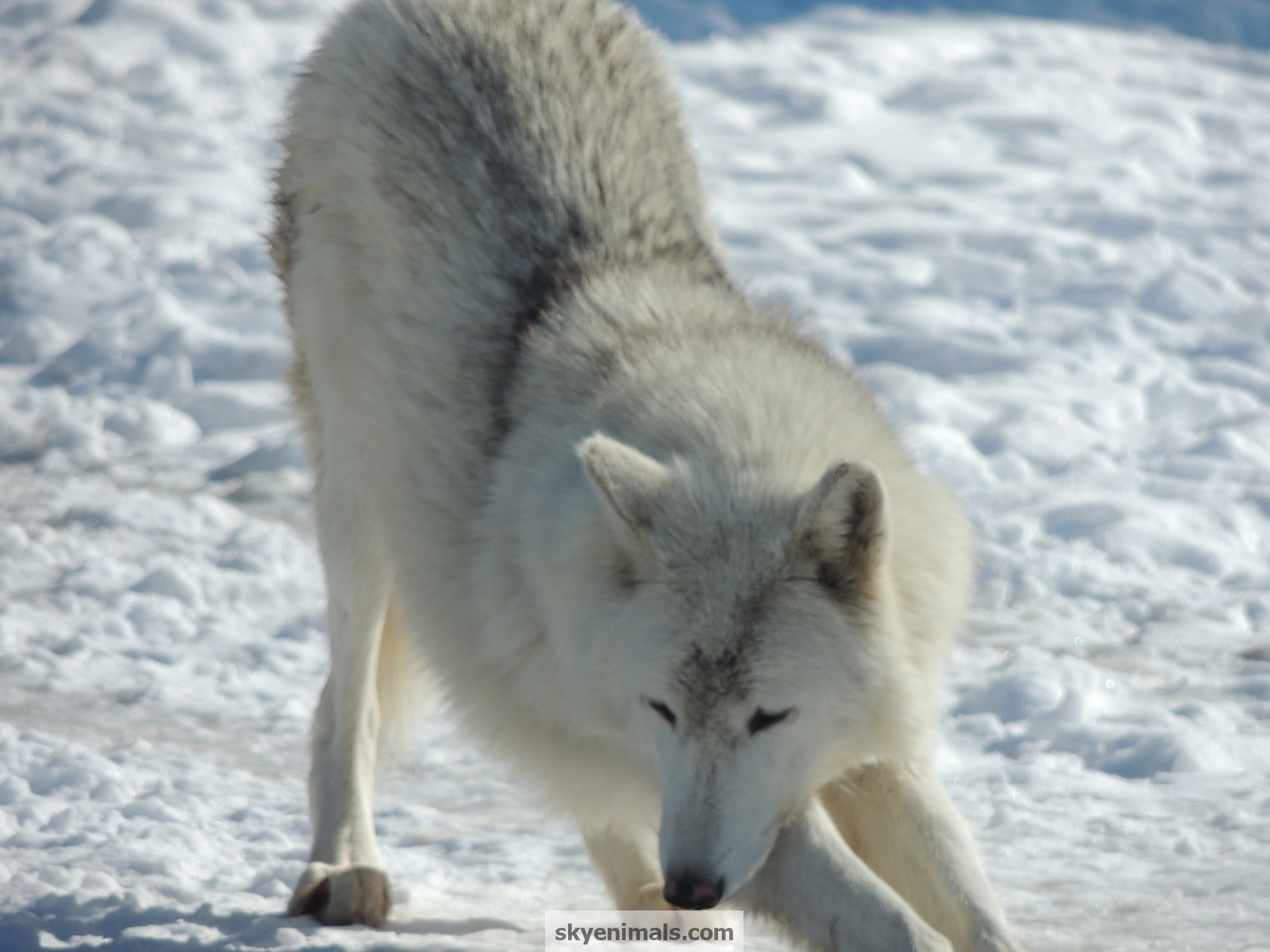 Wallpaper Image Matching Gray Wolf