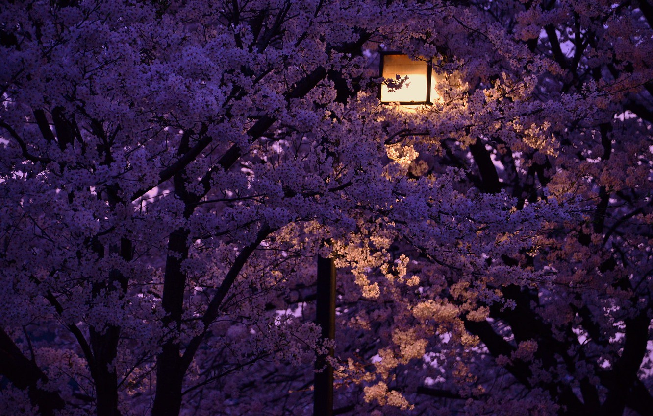 Wallpaper Night Lantern Japan Cherry Blossoms Image For