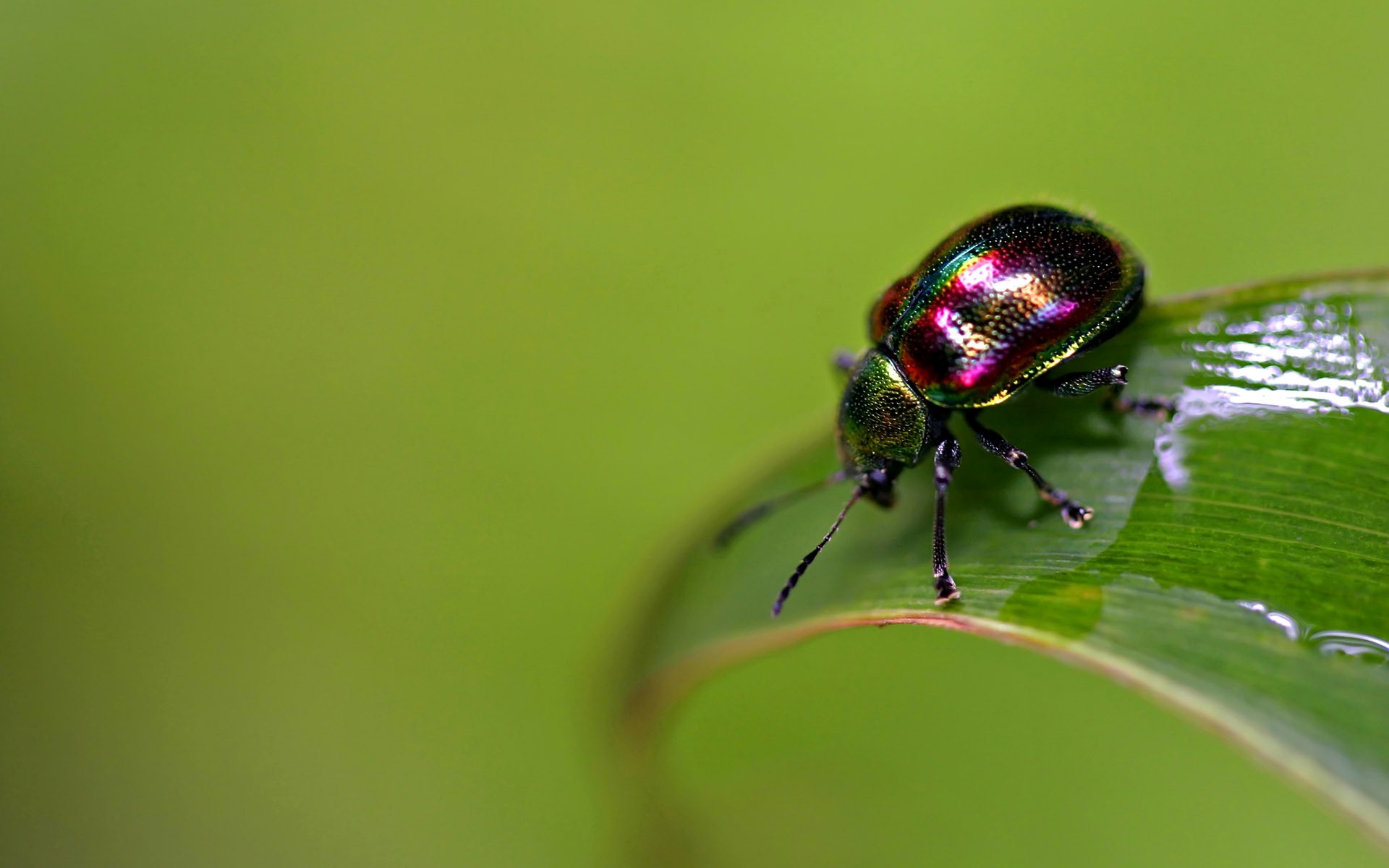 Insect Beetles Wallpaper HD