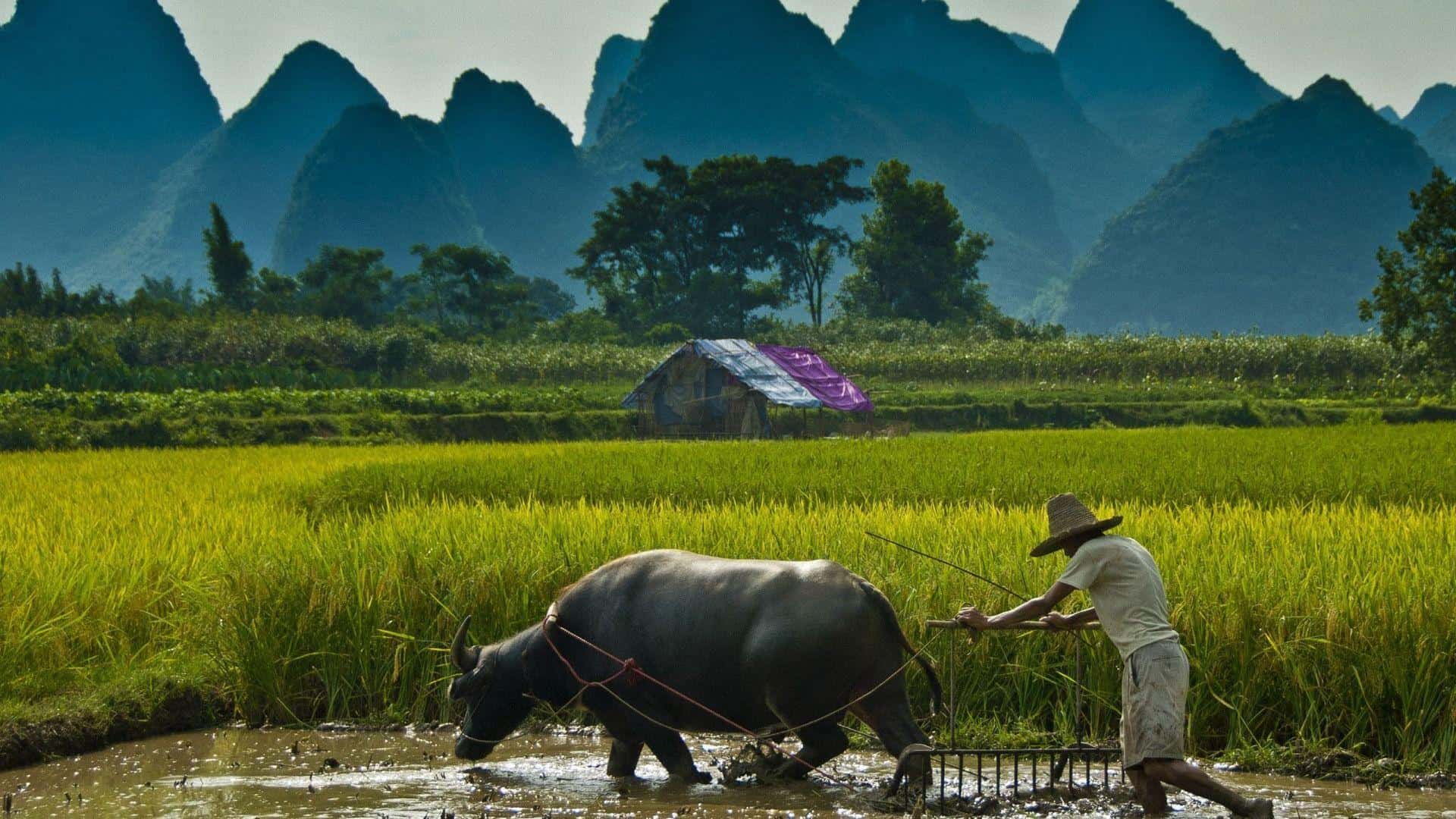 Farm HD Wallpaper High Resolution
