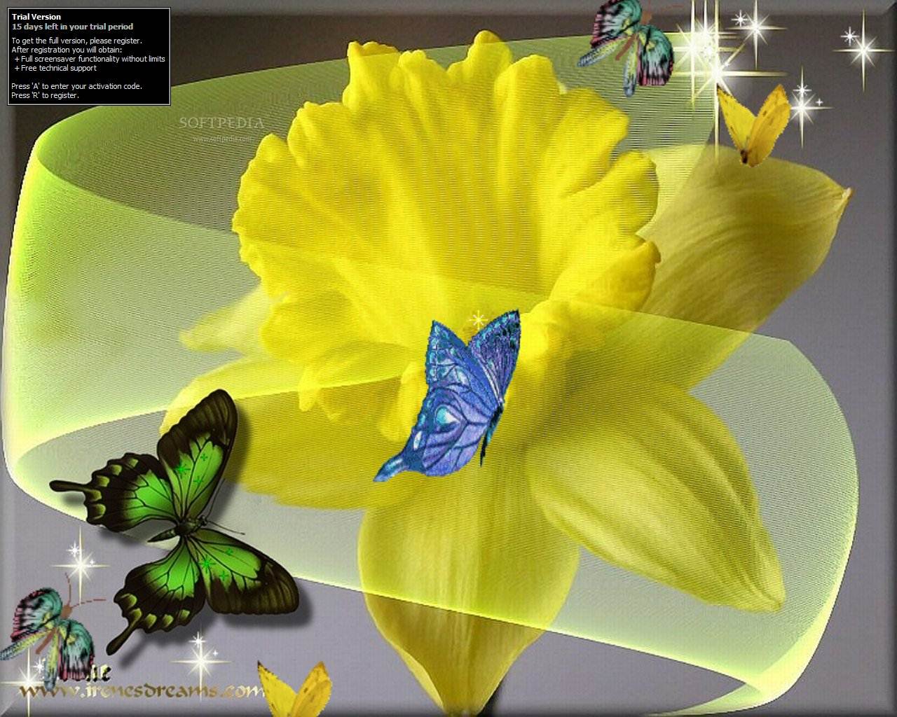 Butterfly Daffodil Screensaver   The Butterfly Daffodil Screensaver