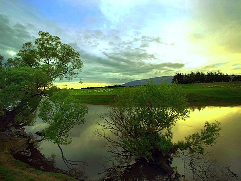 Leaning Tree Towards Riverside HD Nature 4k Wallpapers Images  Backgrounds Photos and Pictures