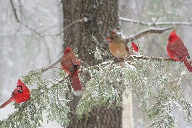Cardinals In Winter Beautiful Scenes And Animals