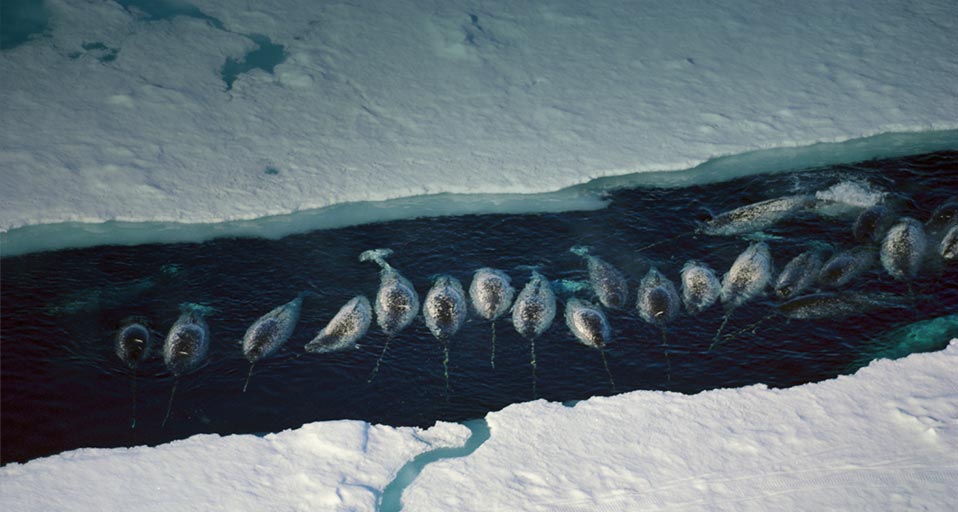 Narwhal Whales Group In An Ice Break Near