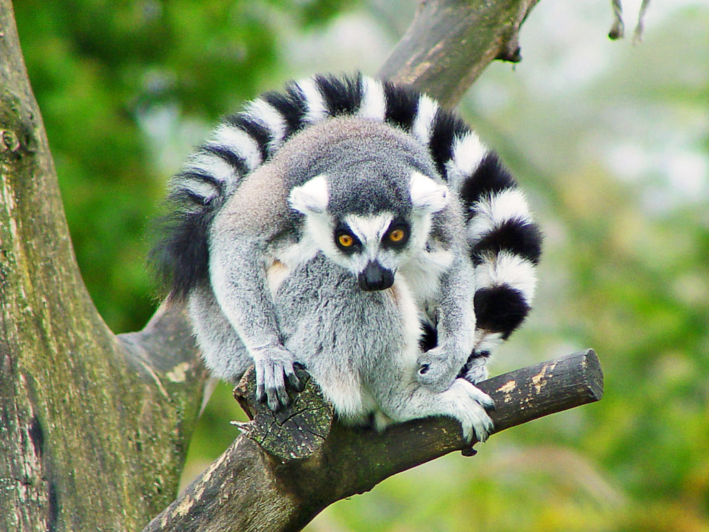 Cute Lemur Wallpaper Pin It