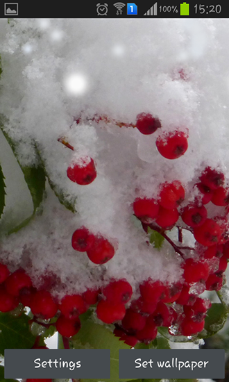 Winter Berry Live Wallpaper For Android
