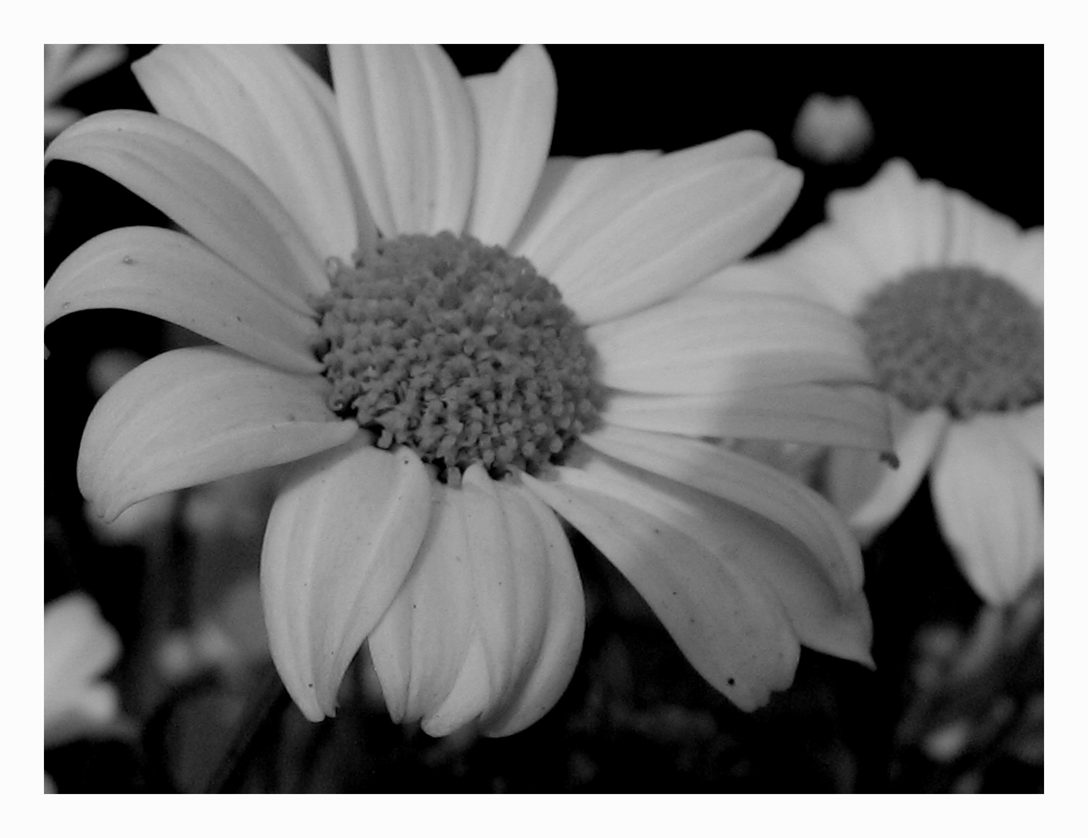 Daisy Black And White 21896 Hd Wallpapers in Flowers   Imagescicom