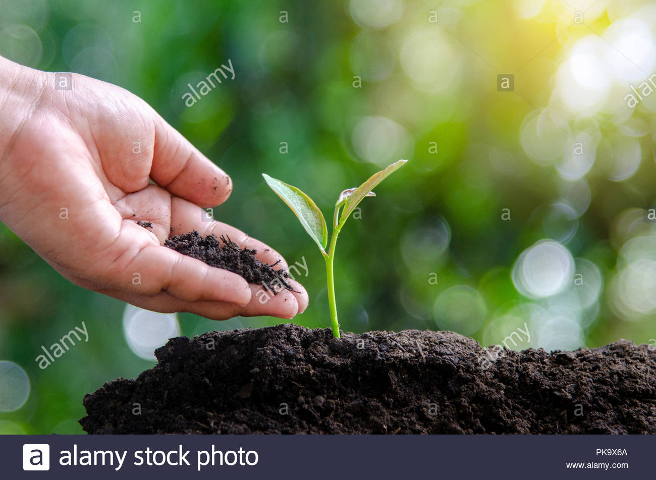 Tree Sapling Hand Planting Sprout In Soil With Sunset Close Up