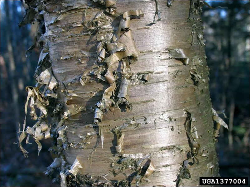 Hardwood Tree Bark Identification For