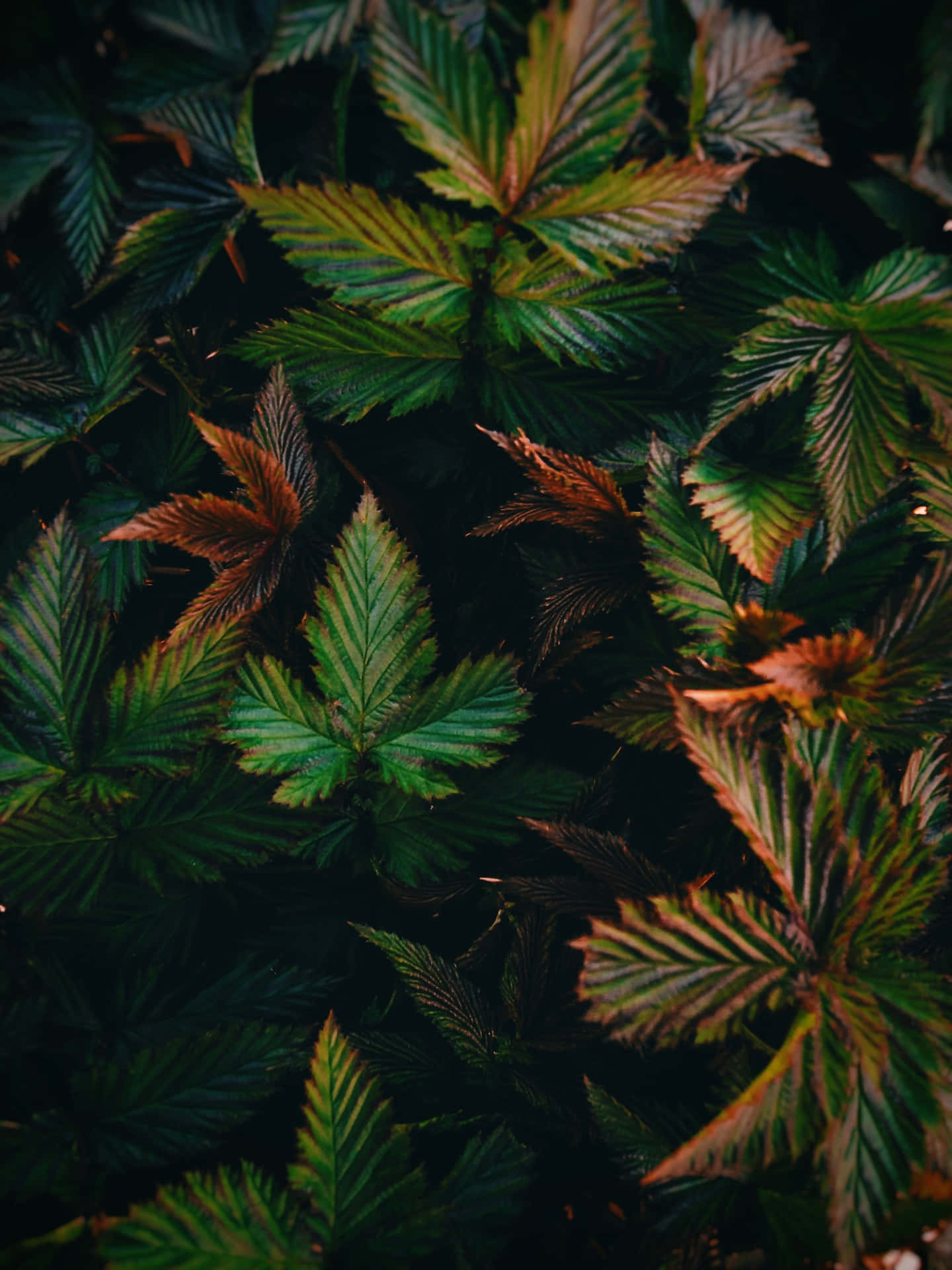 Leaves Iphone Wallpaper