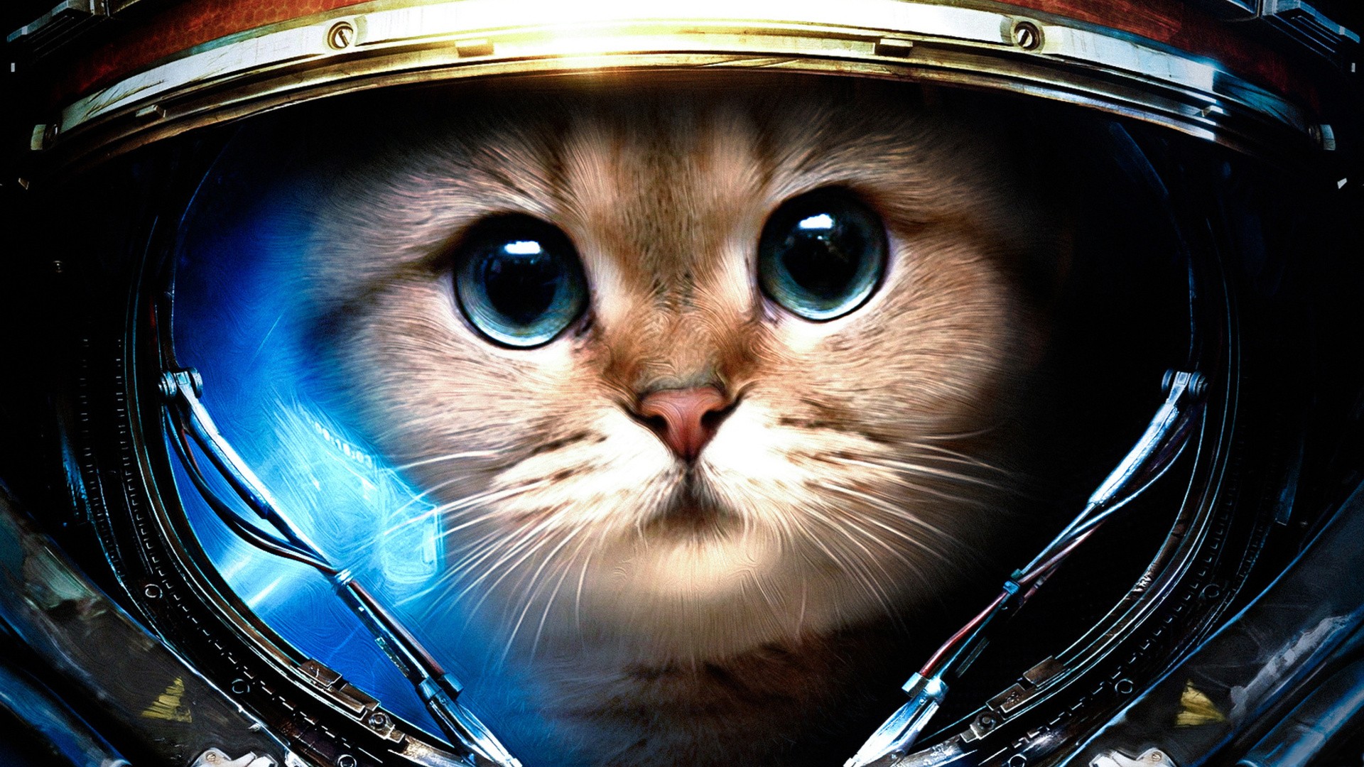 Cat Wearing Helmet Of Starcraft Ii Animal Wallpaper Hi