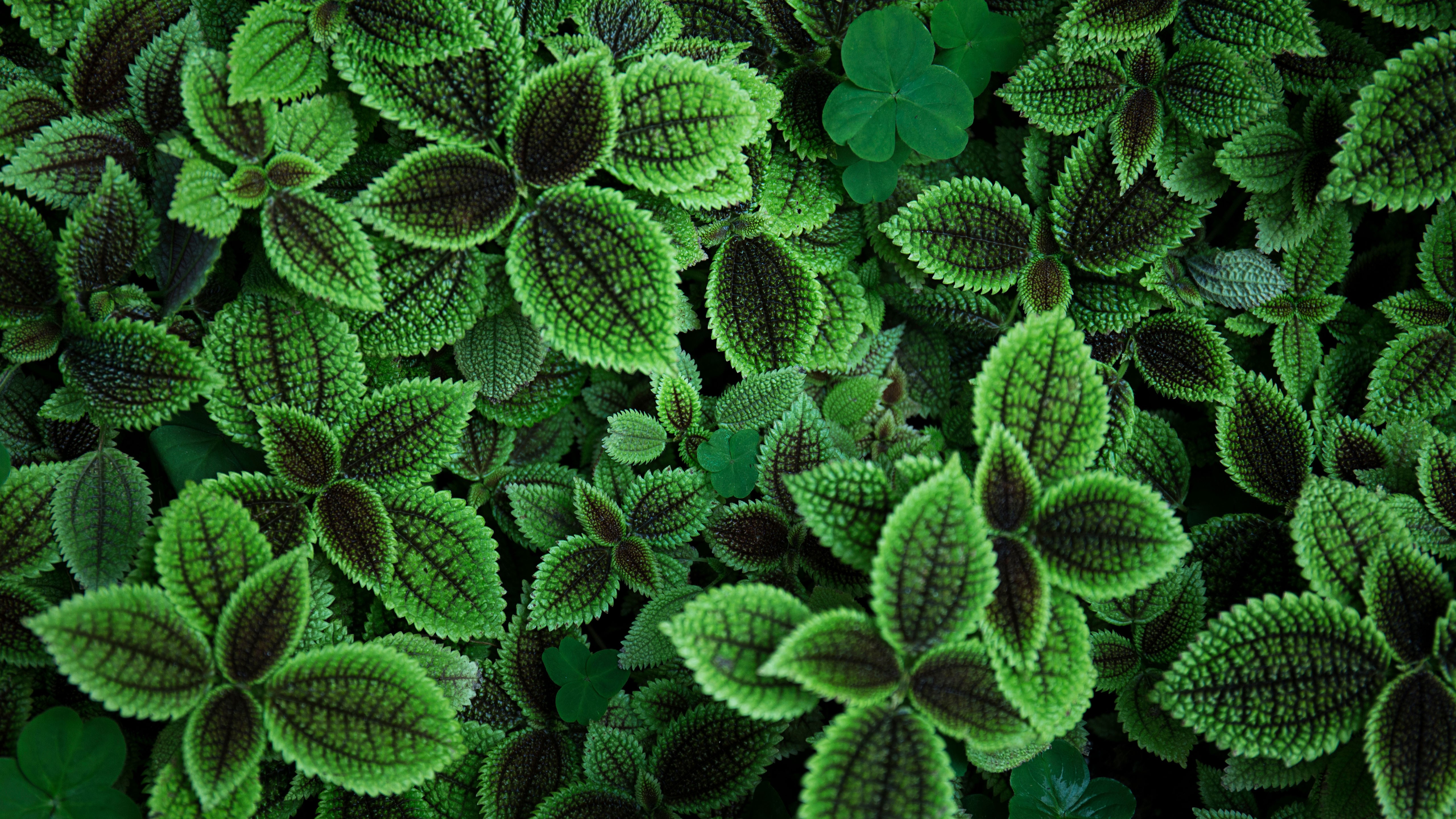 Green Leaves 5k Wallpaper HD Nature 4k Image Photos And Picture