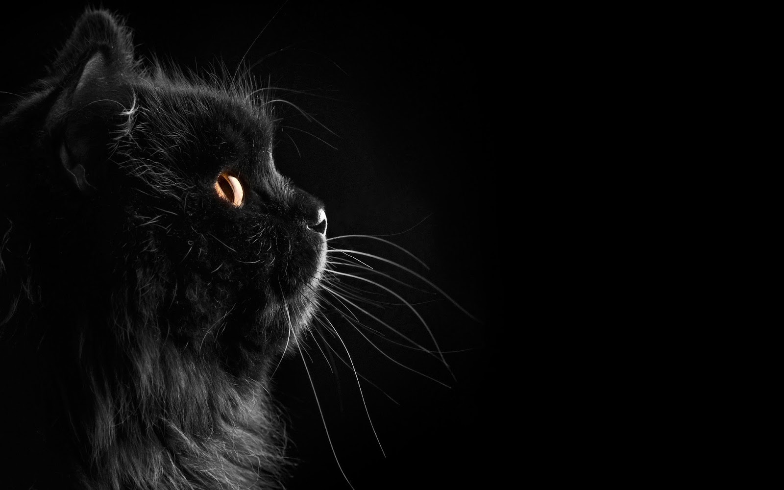 Beautiful black wallpaper with a black cat on a black background