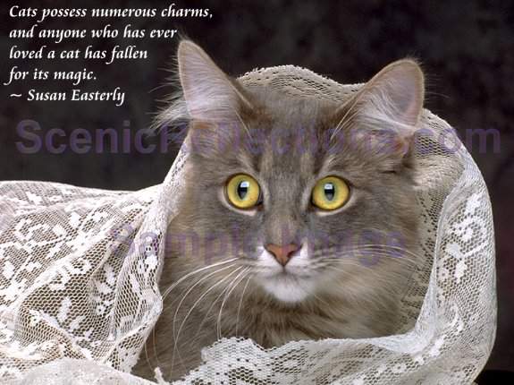 Cats And Quotes Screensaver Screen Saver Software