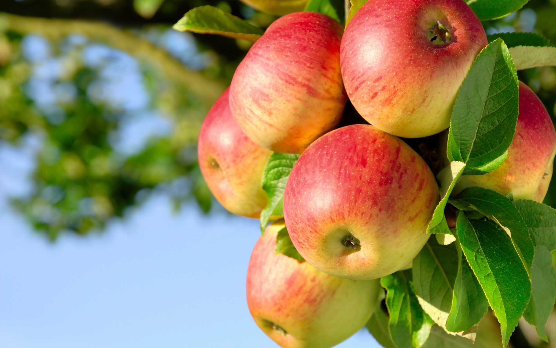 Fruit Apple Trees Orchard Nature Wallpaper