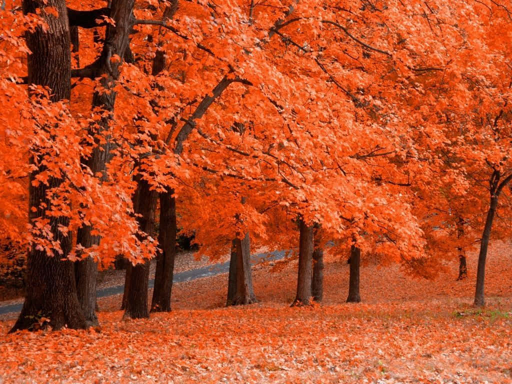 X Autumn Norway Maple Avenue Germany Wallpaper