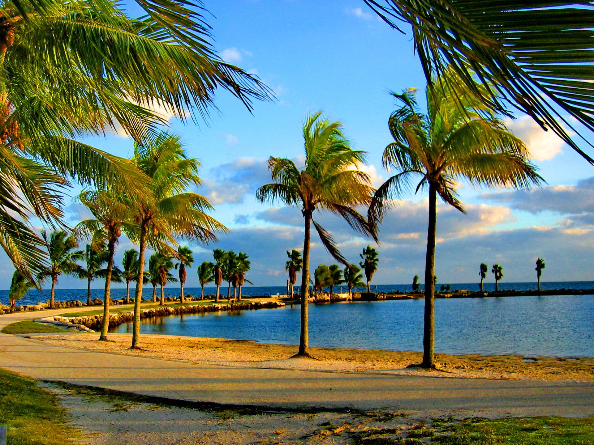 Lush palm trees swaying in the breeze along the Miami waterfront at sunset