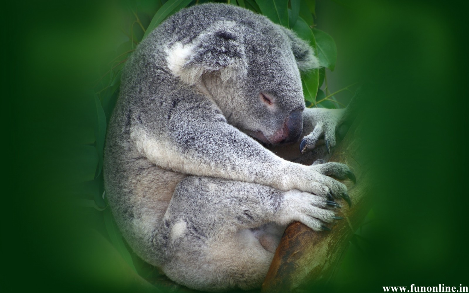 Koala Wallpaper Cute And Pretty Koalas HD