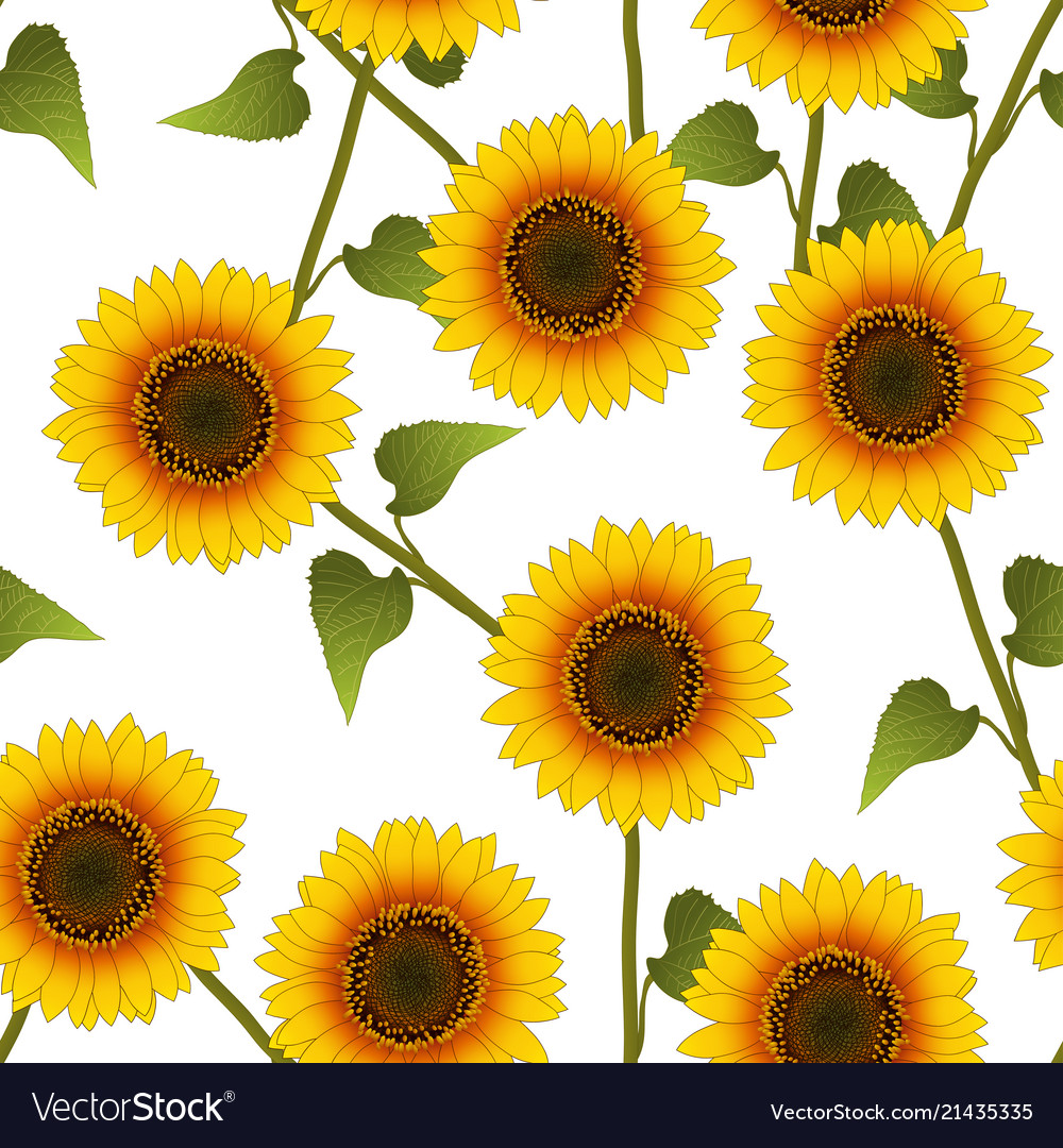 Orange Yellow Sunflower On White Background Vector Image