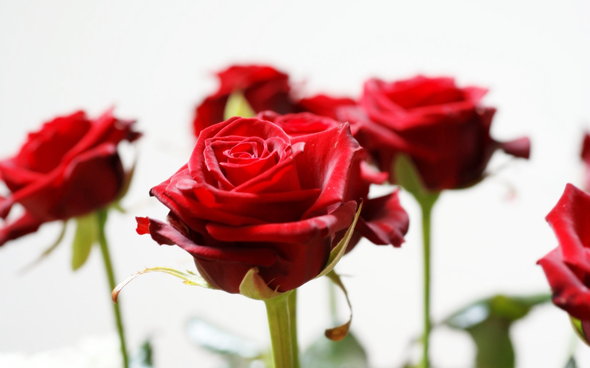 Long Stem Red Roses Wallpapers HD Wallpapers