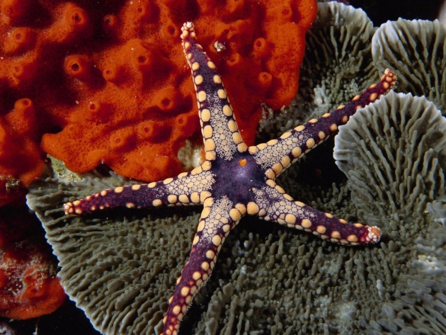 Wallpaper Starfish And Coral Reef Photos Walls