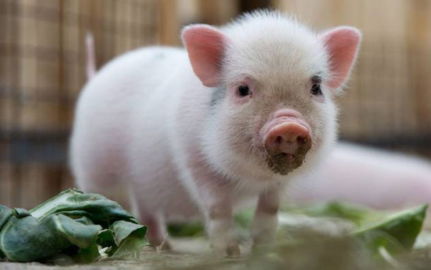 Cute Pig Pigs Picture