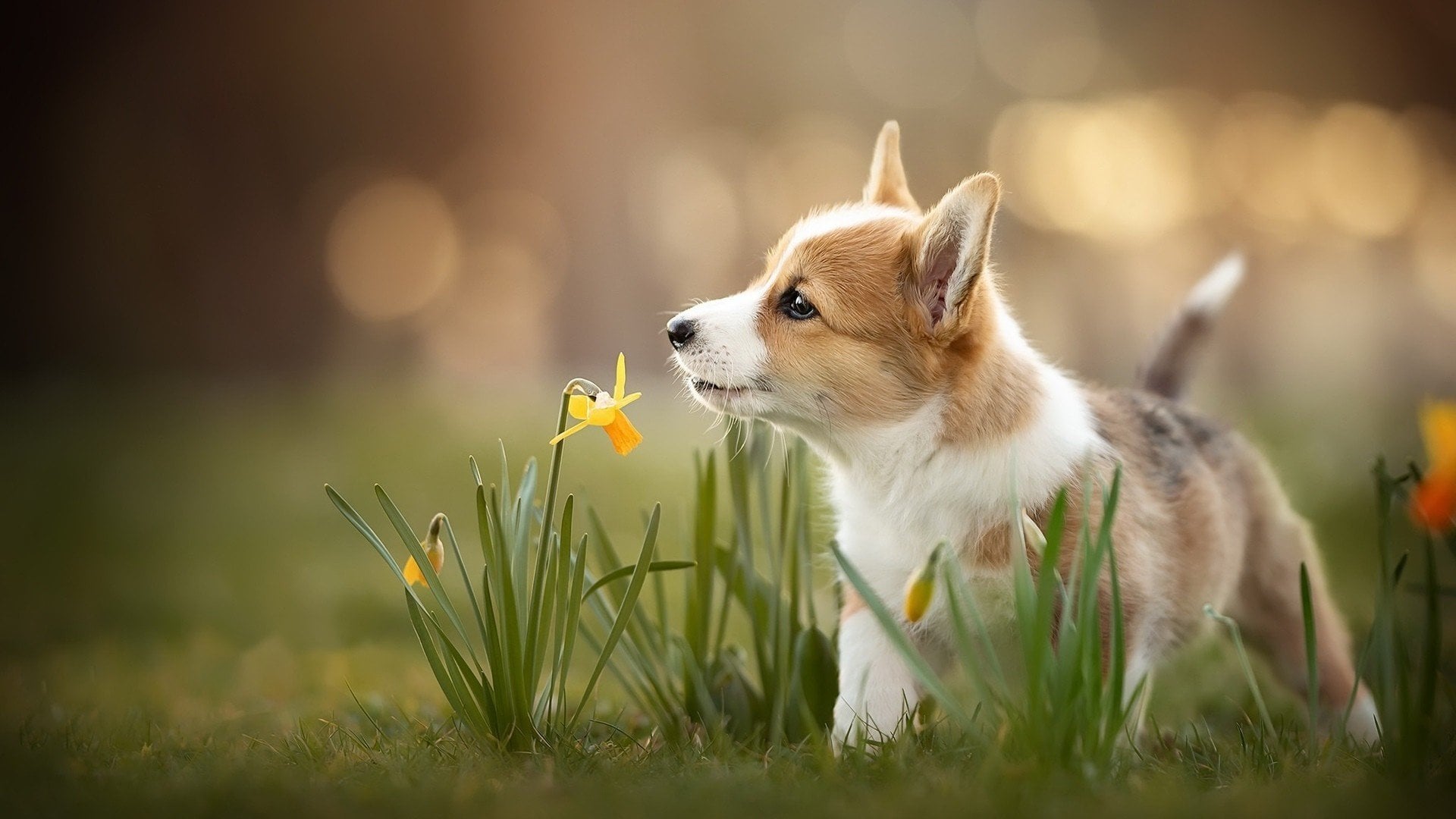 Corgi Wallpaper