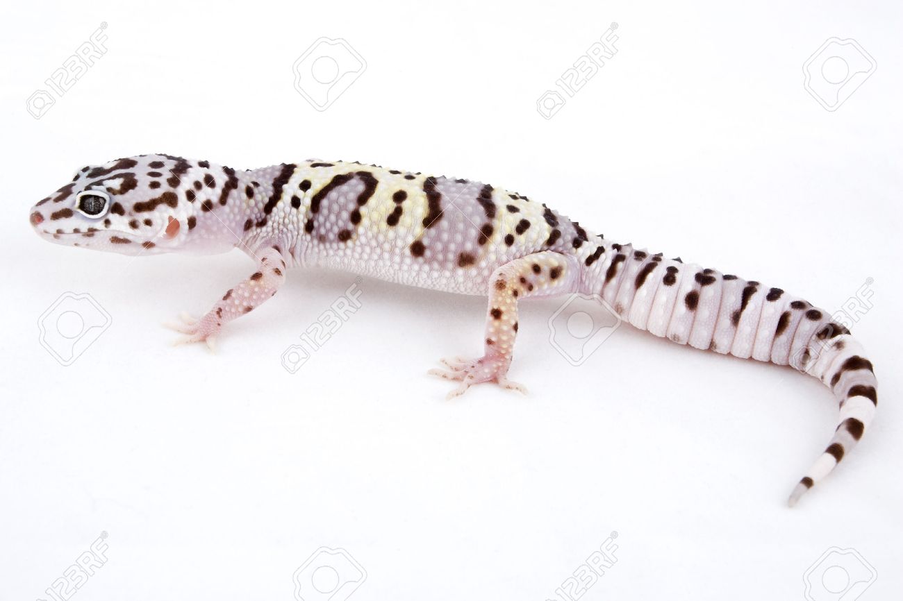 Male Mack Supersnow Leopard Gecko Isolated On White Background