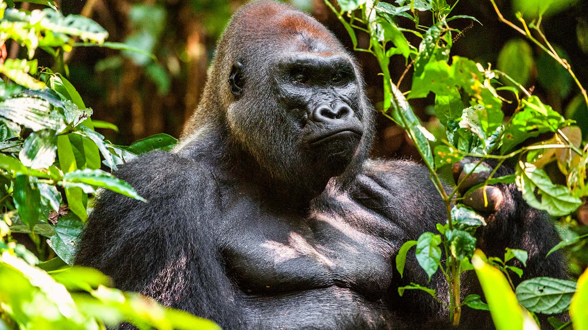 Sangha Lodge Central African Republic Natural World Safaris